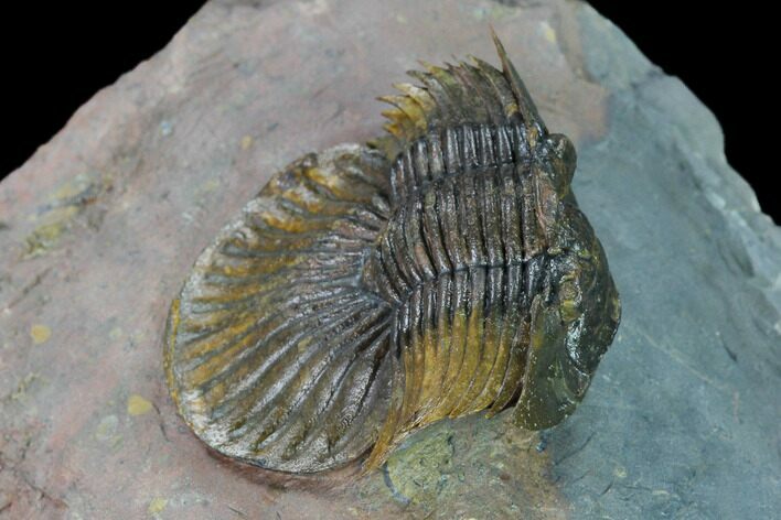 Platyscutellum Trilobite - Tafraoute, Morocco #170714